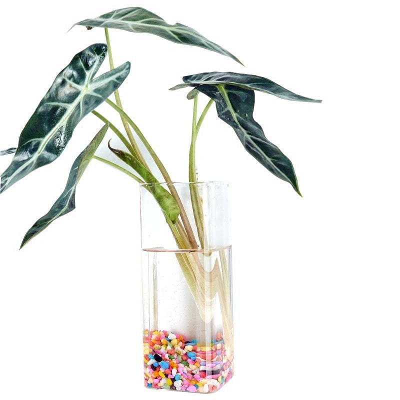 Hanging Glass Propagation Vase, Clear Bubble Shapes