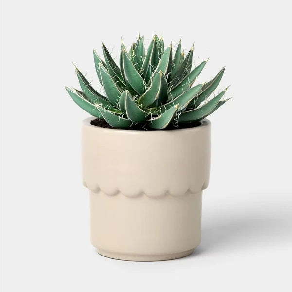 Scalloped Ceramic Planter 4", Cream Glazed Succulent Pot