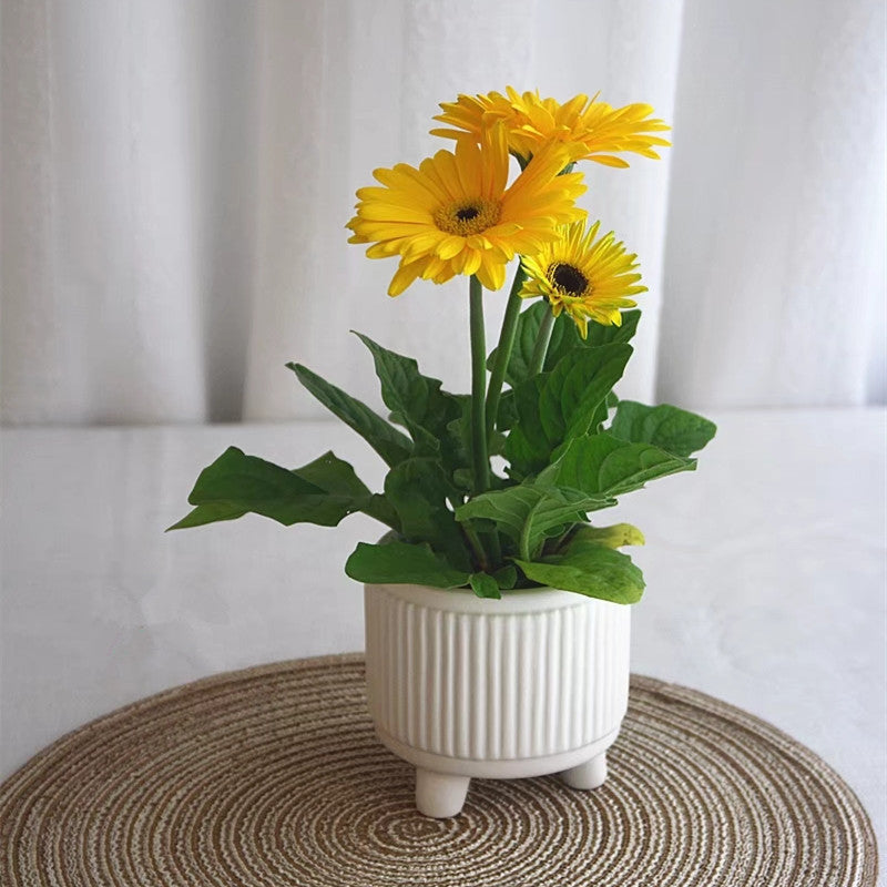 Sunflower Ceramic Succulent Pot, Embossed Nordic