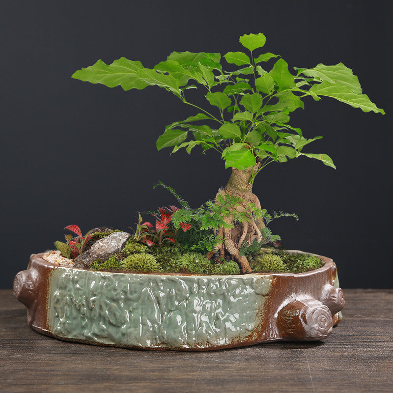 Oval Succulent Bowl Planter, Wide Stoneware