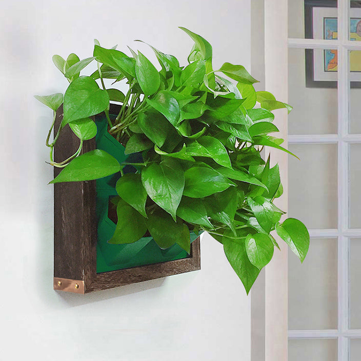 Wall Frame Planter, Self-Watering Living Wall Pot