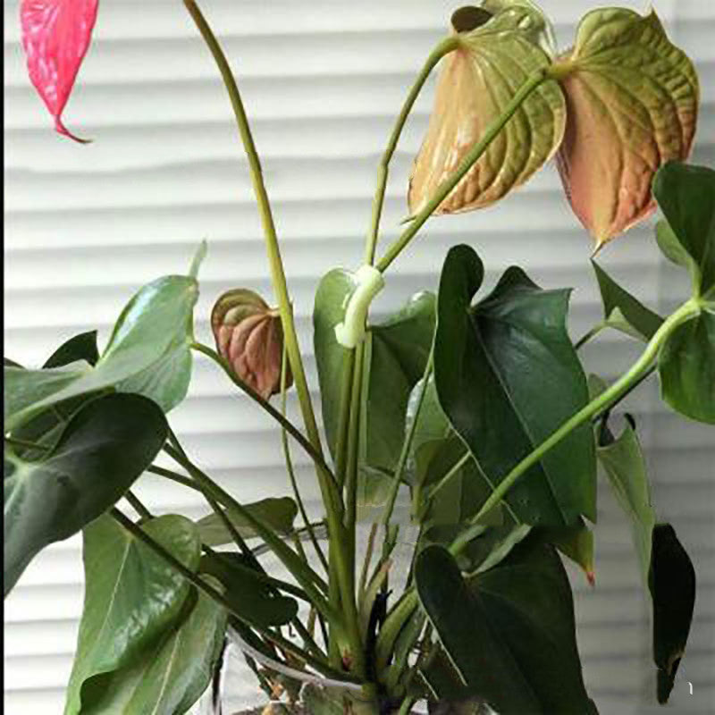 Plant Stem Bender Clips, 90 Degree Training Clips