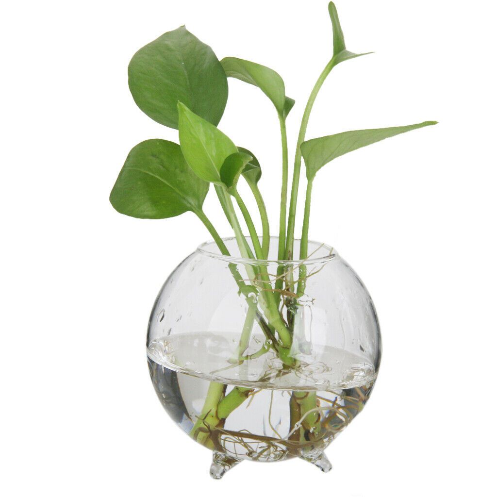 Wall Glass Terrarium, Hanging Bubble Planter