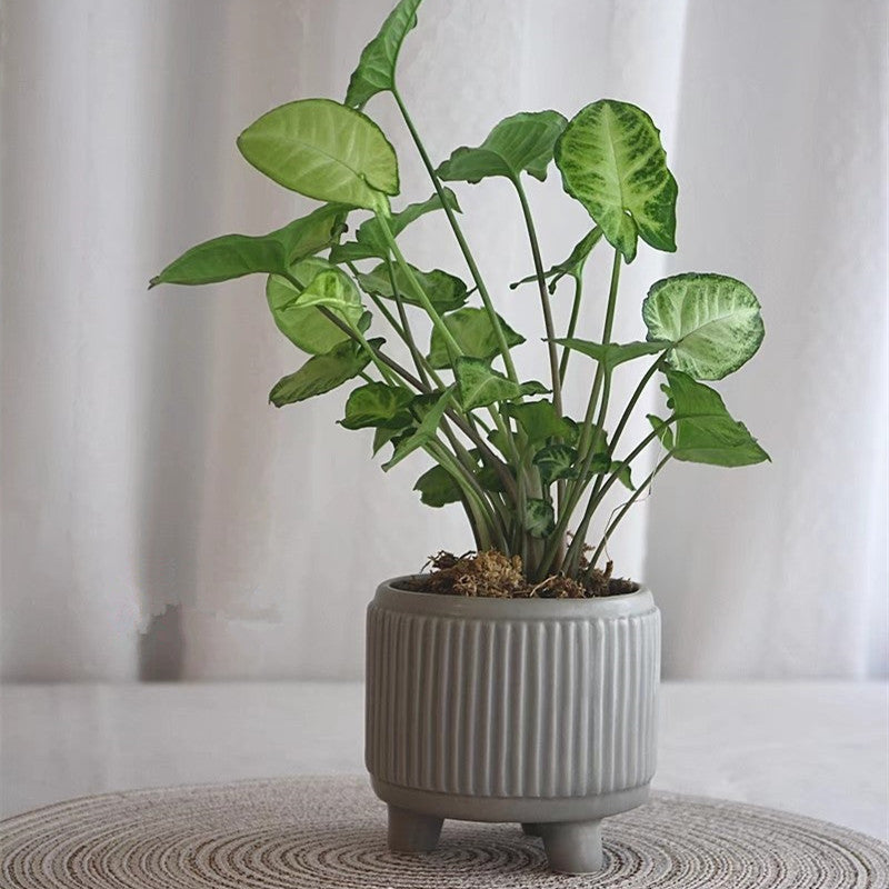 Sunflower Ceramic Succulent Pot, Embossed Nordic