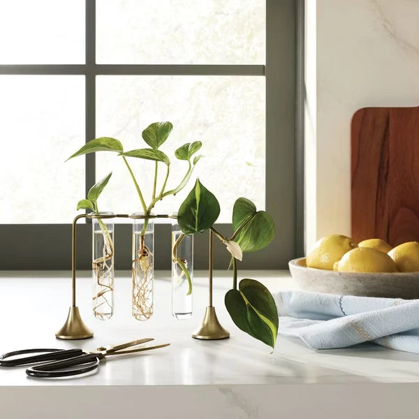 Propagation Station, Brass Stand with 3 Glass Vases