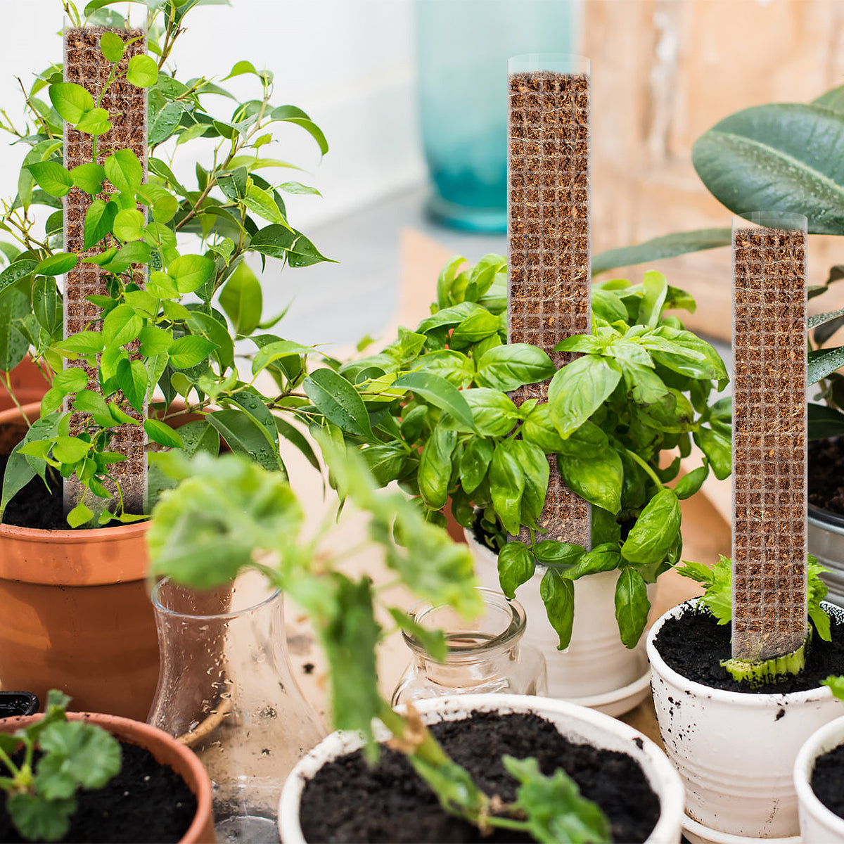 Moss Pole for Plants, Stackable 6 Piece Plant Support